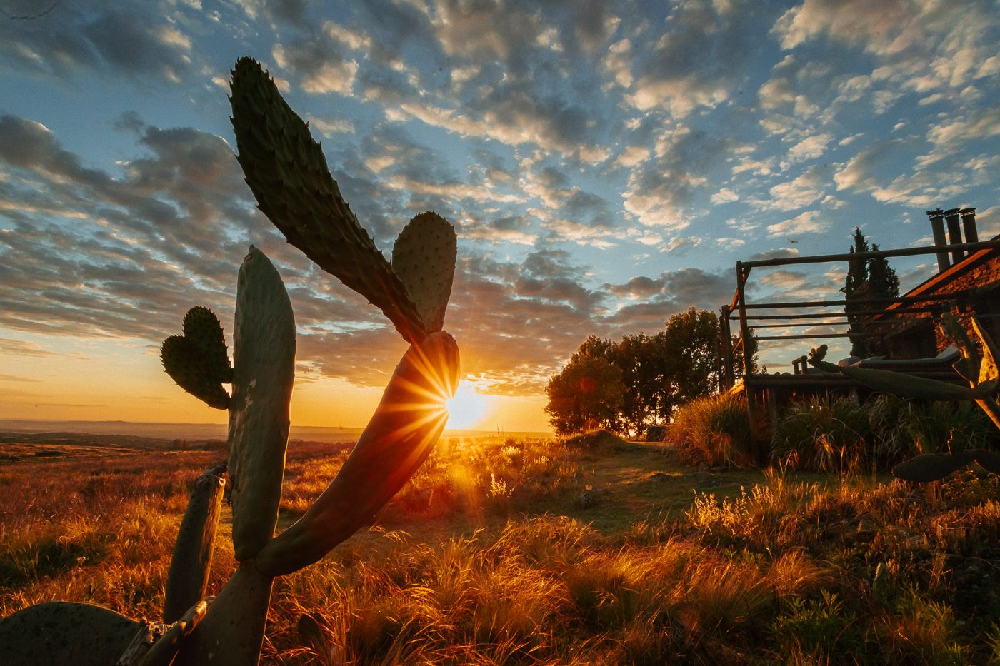 Cactus against the setting sun over the hills