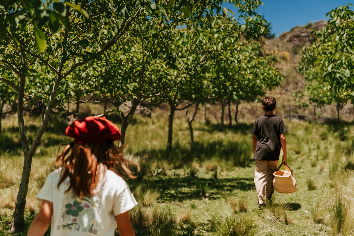 A walk through the walnut grove