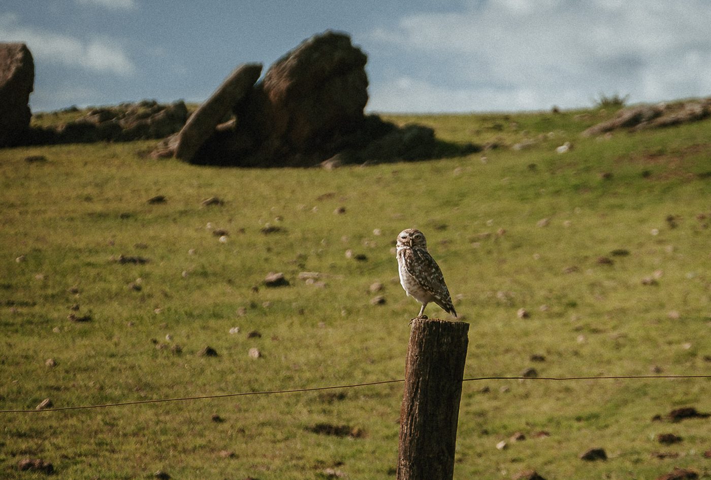 A burrowing owl on a post, granite boulders behind