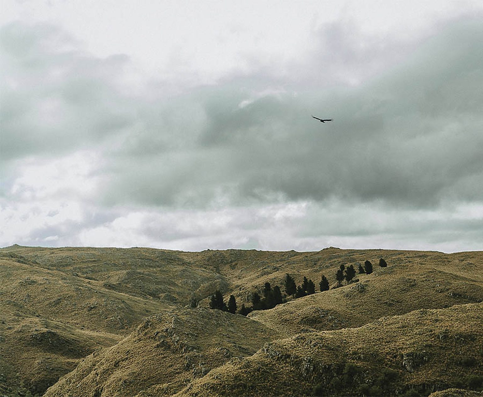A condor circling over the rolling hills of the Sierras de Córdoba — Carahuasi's land